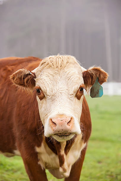 히어 포드 cow - field hereford cattle domestic cattle usa 뉴스 사진 이미지