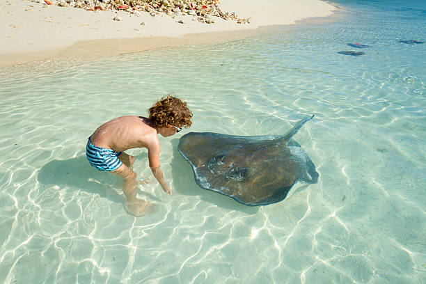 niño pequeño jugando con pastinaca - stingray fotografías e imágenes de stock