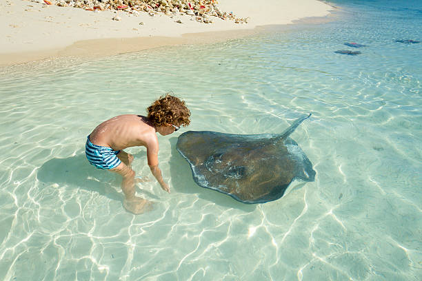 Little boy playing with stingray Little boy (4 years old) playing with stingray - Bahamas - Exuma  conch shell photos stock pictures, royalty-free photos & images