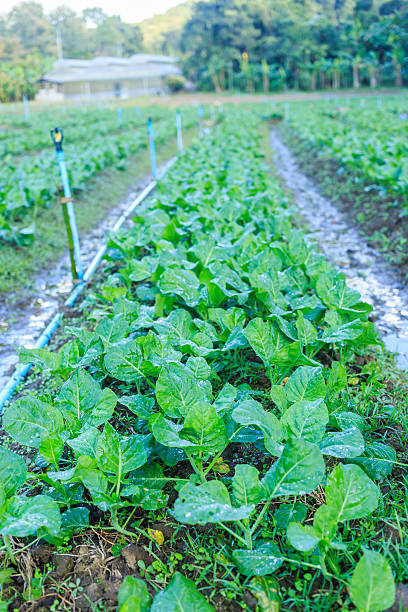 istock Kale vegetable garden plant 533422579