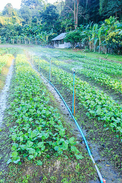 istock Kale vegetable garden plant 533423115