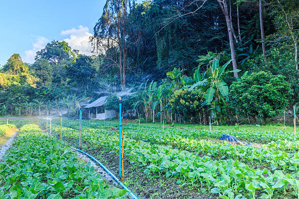 istock Kale vegetable garden plant 533423135