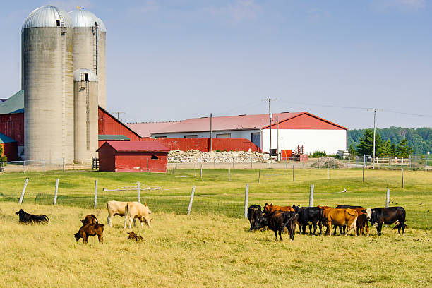 istock Cows on a farm somewhere in rural Indiana 533429388
