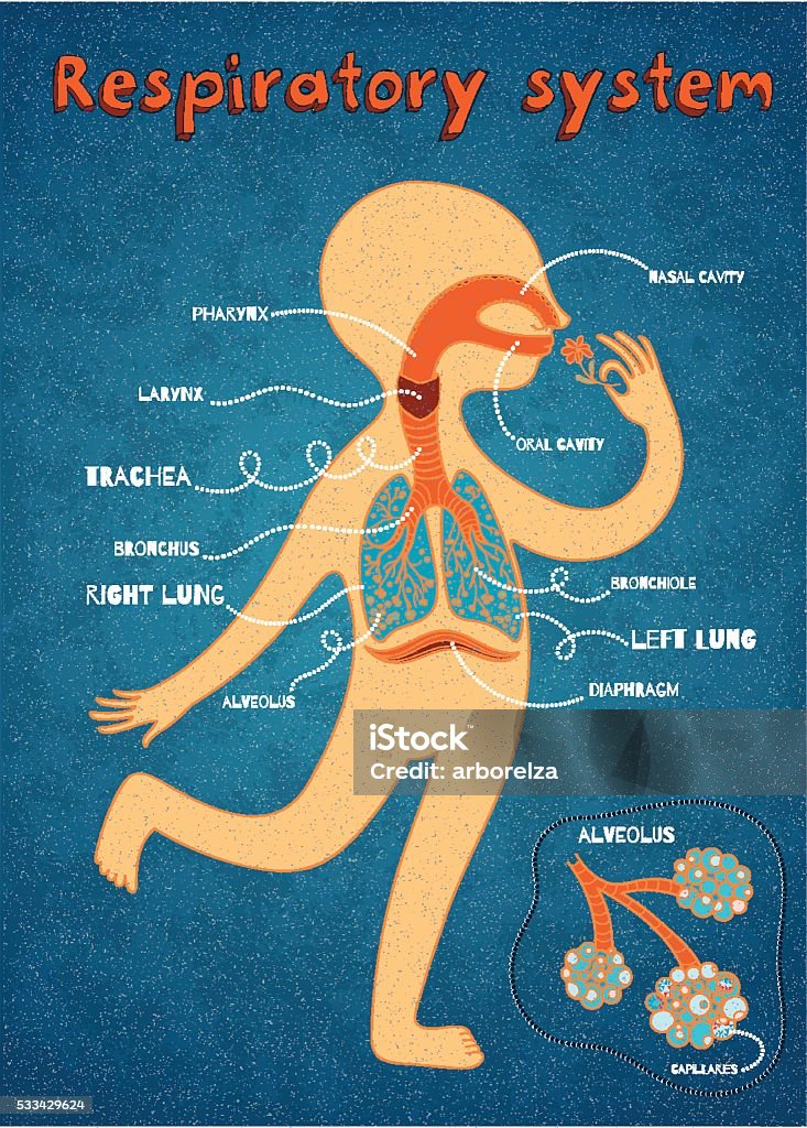 desenho vetorial ilustração de sistema respiratório humano para crianças - Vetor de Diafragma - Sistema respiratório humano royalty-free