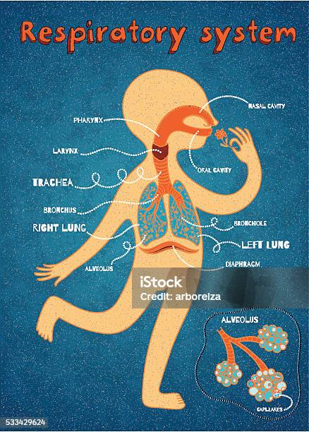 Vetores de Desenho Vetorial Ilustração De Sistema Respiratório Humano Para Crianças e mais imagens de Diafragma - Sistema respiratório humano