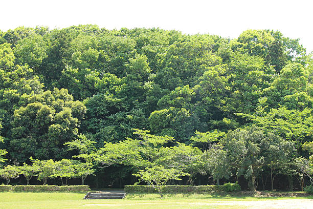 istock Afternoon in the park 533429638