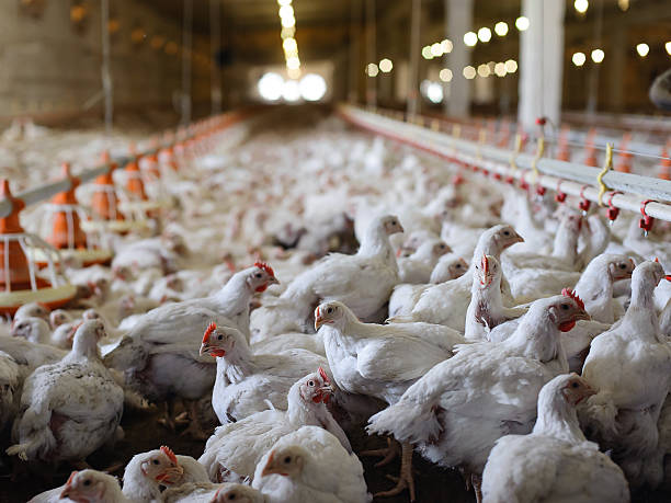 granja de pollo  - young bird poultry chicken livestock fotografías e imágenes de stock