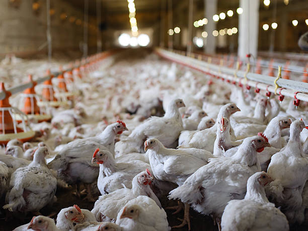 Chicken Farm Poultry farm (aviary) full of white laying hen chicken bird stock pictures, royalty-free photos & images
