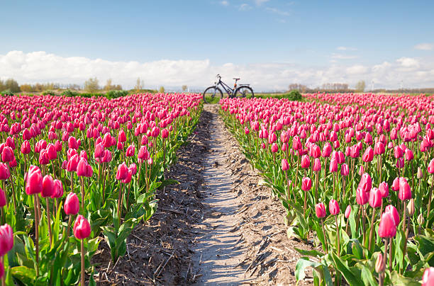 crimson red tulip flowers field and bicycle stock photo
