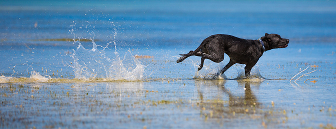 Playful dog running, jumping from river. Side view portrait of brown retriever resting, playing on beach in summer. Happy labrador. Pets in nature. Concept of active lifestyle, traveling, journey. ad