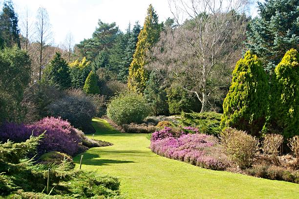 istock Heather garden, Valley Gardens, UK 533430614