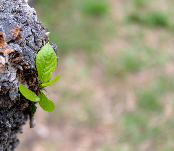 istock Natural leaves backgrounds with beauty bokeh. 533430682