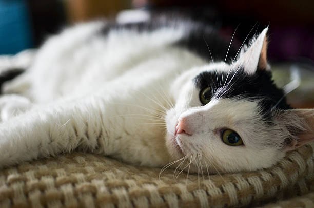 cute black and white cat, indoor photo - toung imagens e fotografias de stock