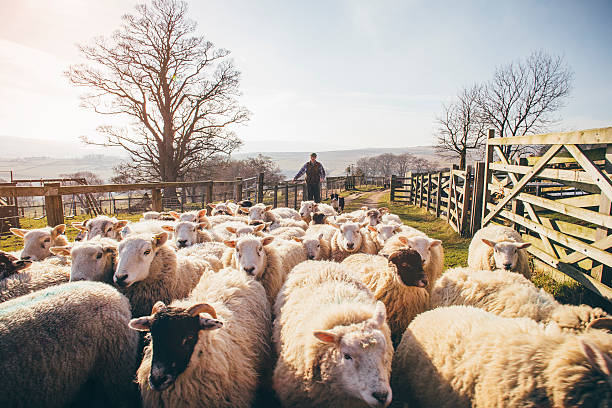 mener un troupeau de moutons - berger photos et images de collection