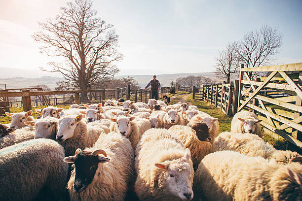 Herding Sheep Flock of sheep being herded into a pen by a farmer and his sheepdog. herd stock pictures, royalty-free photos & images