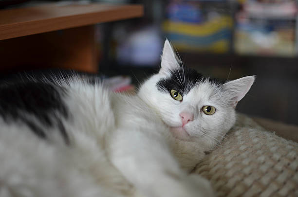 cute black and white cat, indoor photo - toung imagens e fotografias de stock