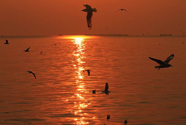 istock Seagull silhouette against the sunset. 533431806