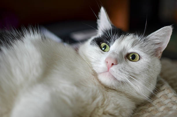 istock Cute black and white cat, indoor photo 533431850