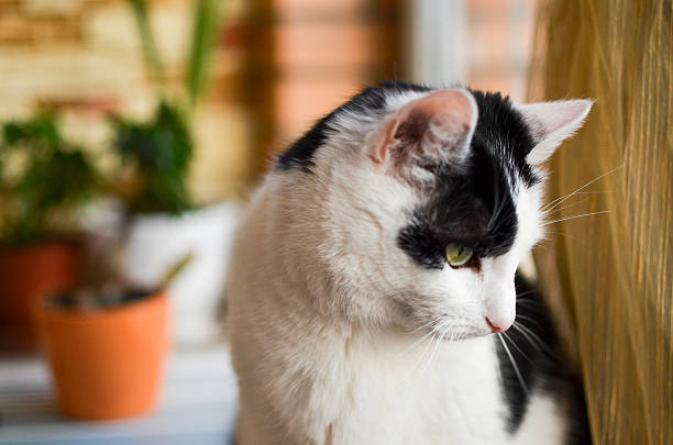 cute black and white cat, indoor photo - toung imagens e fotografias de stock