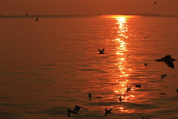 istock Seagull silhouette against the sunset. 533432426