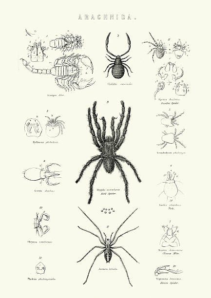 Natural History - Arachnida - Spiders and scorpion Vintage engraving of a scorpion, Brid Spider, Argiope lobata and a House Pseudoscorpion (Chelifer cancroides). pseudoscorpion stock illustrations