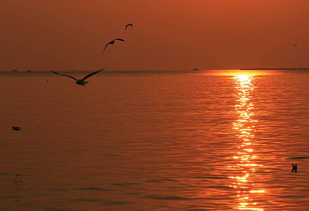 istock Seagull silhouette against the sunset. 533432590