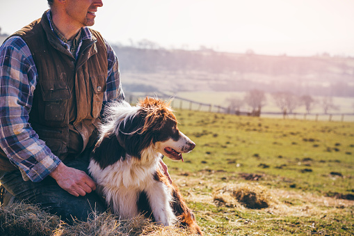 Mature farmer and his sheepdog sitting on a pile of hay. They are both looking across the field and surrounding farmland.