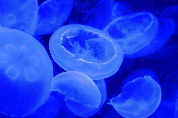 istock translucent jellyfish in blue water 533432868