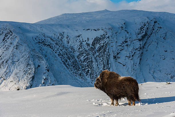 muskox e montagna norvegia - bue muschiato foto e immagini stock