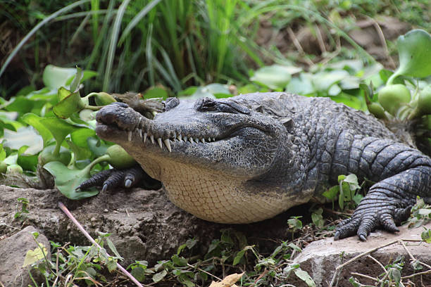 istock Crocodile in Africa 533433966