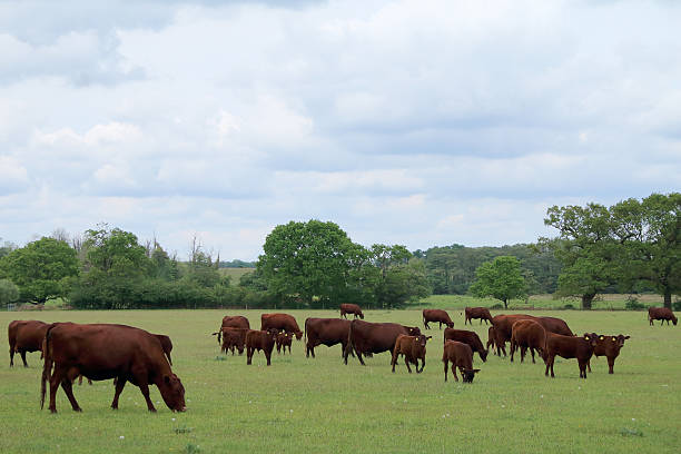 istock Farming in Suffolk, Red Poll cattle grazing 533435900