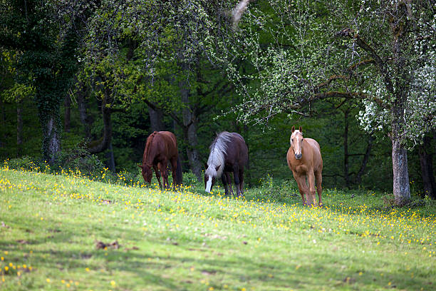 istock three Horses run free outside on meadow 533436476