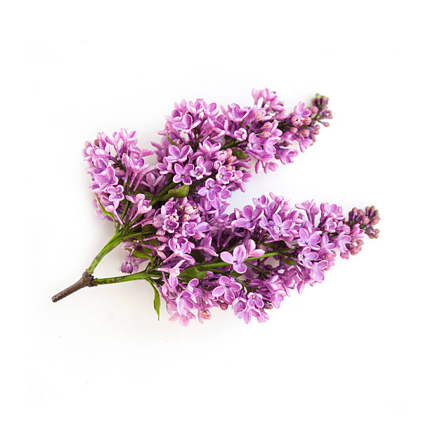 istock lilac flowers twig 533436910