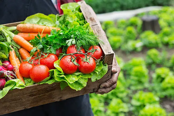 Photo of Hands holding a grate full of fresh vegetables