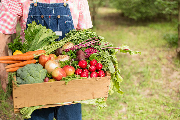 senior adulti, uomini contadino raccolto di verdure biologiche. - farmers market agricultural fair agriculture beet foto e immagini stock