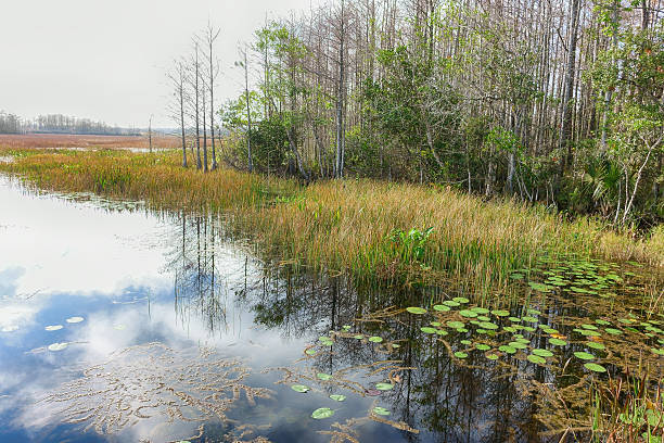 istock Marsh in wilderness with lilypads and cypress trees 533438678