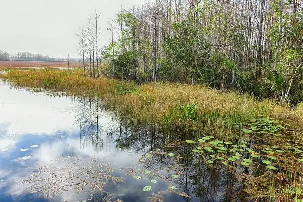 Marsh wetlands in wilderness with lilypads, grass reeds and cypress trees