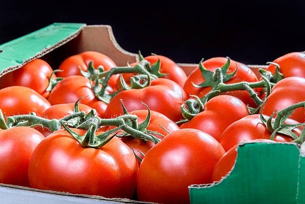 istock Fresh Tomatoes in Transport Box Closeup 533438848