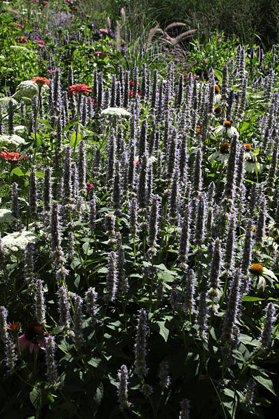 istock Colorful flower meadow 533439933