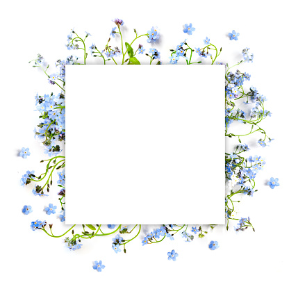 Forget me not blue forest flowers - nature square frame