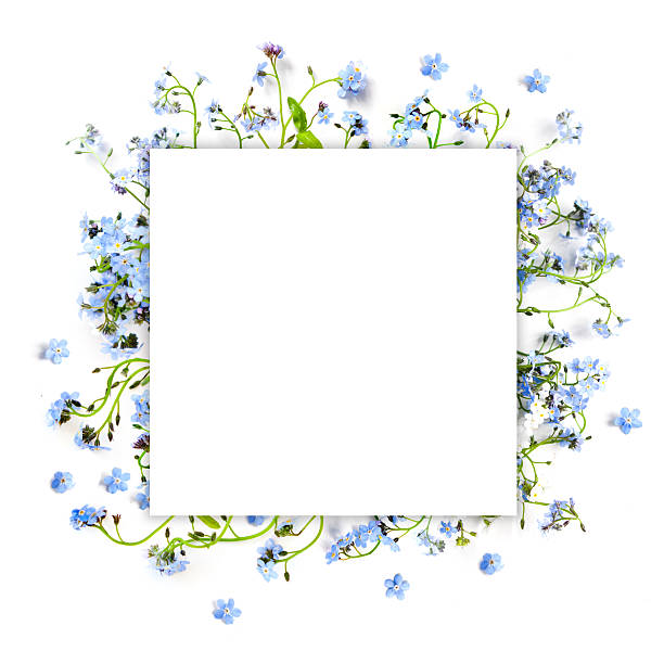 Forget-me-not blue forest flowers - nature square background stock photo