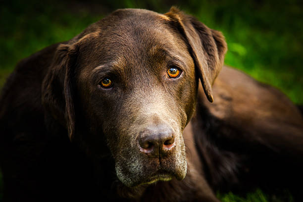 istock Pet Portrait of a Dog 533441220