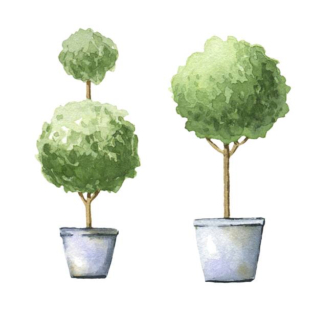 Decorative trees in pots. Decorative trees in pots. Watercolor illustrations. topiary stock illustrations