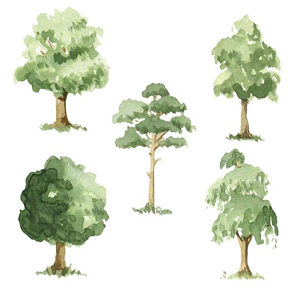 видов деревьев. - jara stock illustrations