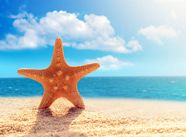 istock Big starfish on the beach 533441652