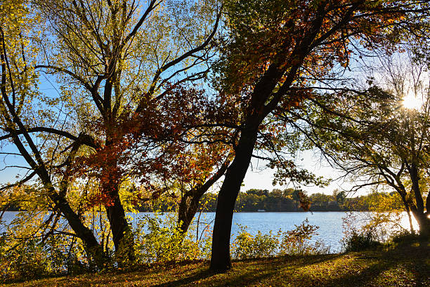 istock Trees Along The Mississipi River During Sunset 533441975