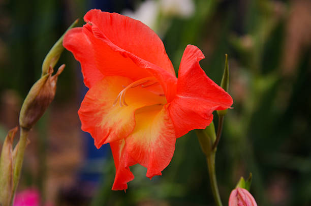 fleurs de glaïeul - gladiolus flower floral pattern single flower photos et images de collection