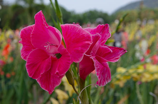 glaïeul fleurs dans le jardin - gladiolus flower floral pattern single flower photos et images de collection
