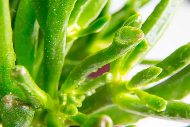 Houseplant succulent Crassula Hobbit macro close up