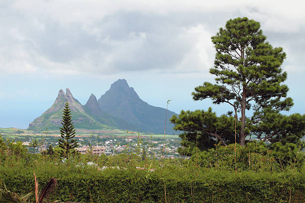 istock Vegetation in tropics. Curepipe, Mauritius 533442610
